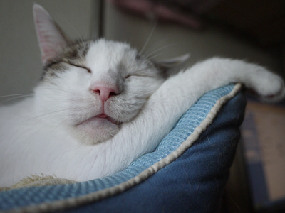 今日は睡眠と認知症の関係について。
気持ちよさげに寝ているこの猫ちゃんだって
悩みはあるかもしれません。